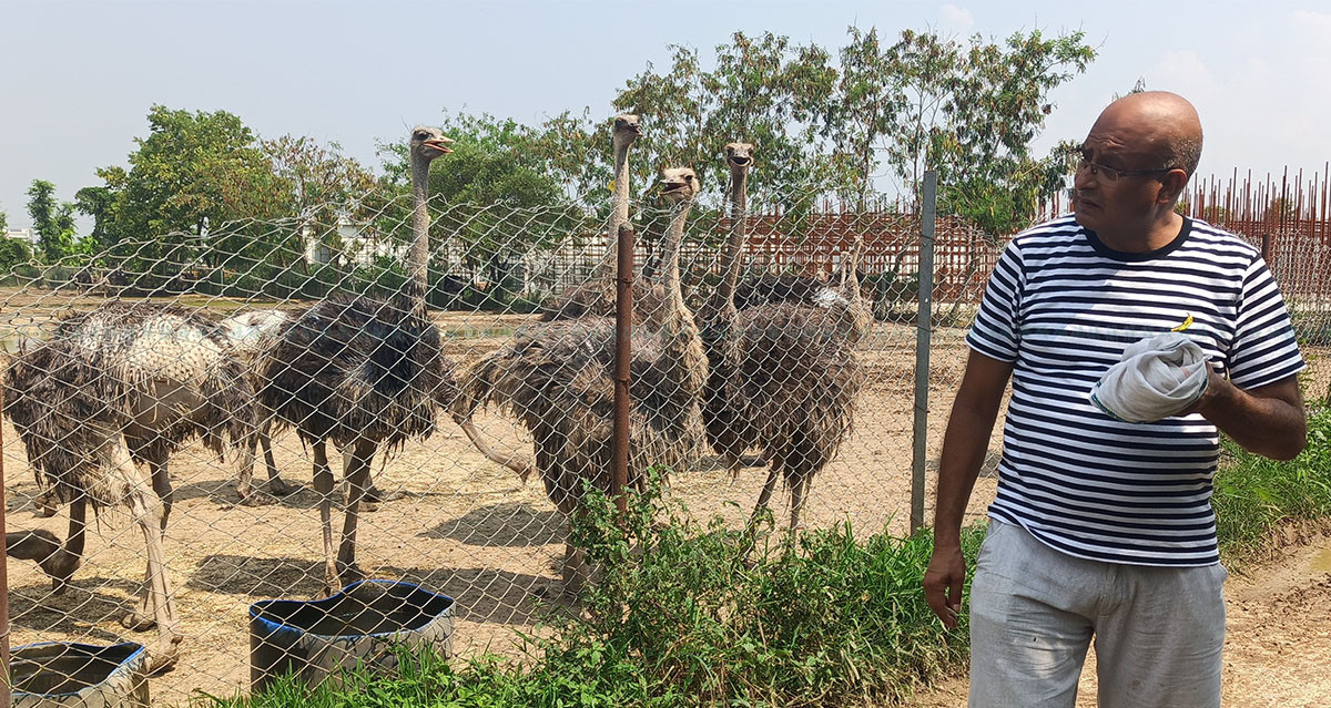 https://raracms.setopati.com/uploads/shares/2020/sujita/ostrich palan/ostrich palan (1).jpg